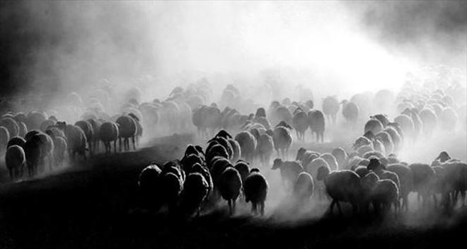 Teröristler Yaylalardaki Çobanları Tuzağa Düşürüyor