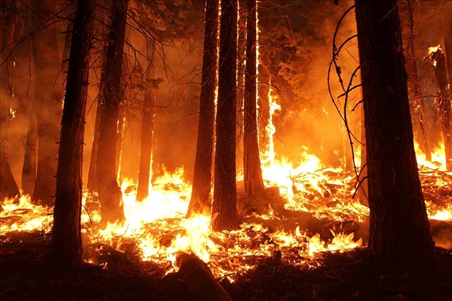 Feke´de orman yangını