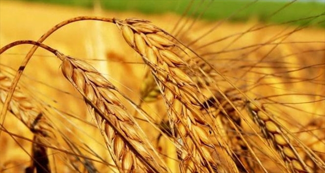 Kuraklık sigortası buğdayla başlıyor