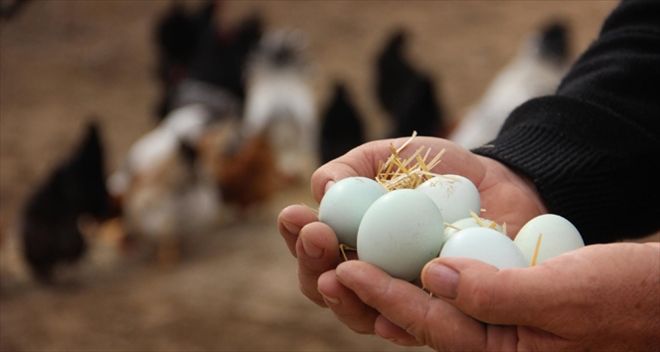 Yumurta üretimi Ağustos´ta arttı