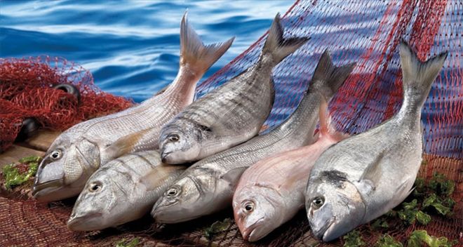 Yerli balıklar omega 3 bakımından çok zengin