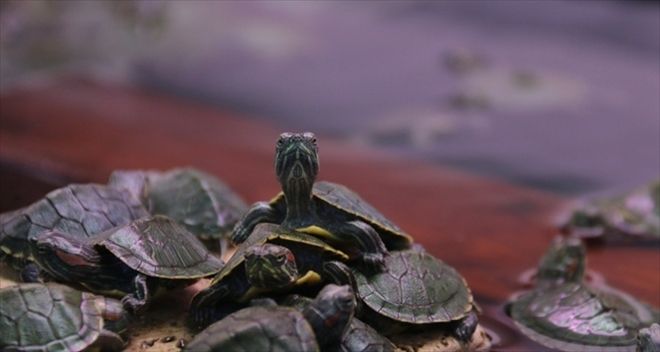 Kaçak kaplumbağalar yeni yuvalarında