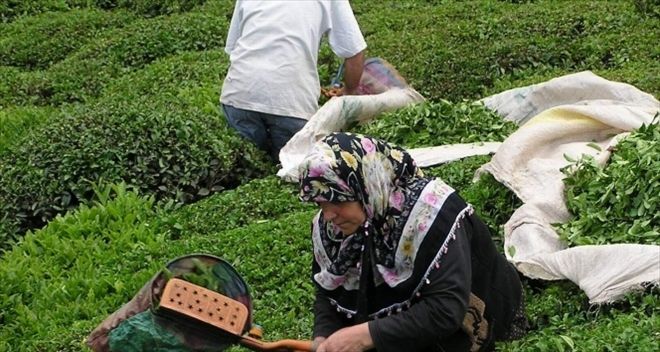2016´daki yaş çay üretimi 1 milyon 299 bin ton  