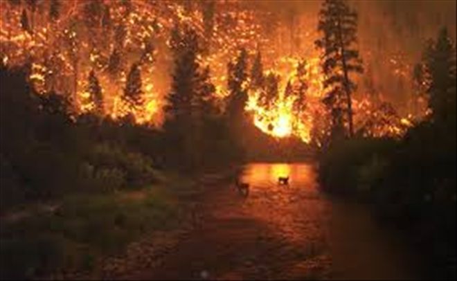Havaların ısınması orman yangınlarını tetikliyor