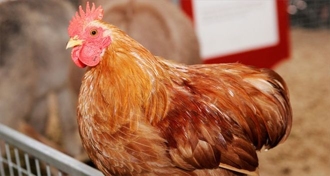 Tavuk yumurtası üretimi Haziran´da düştü