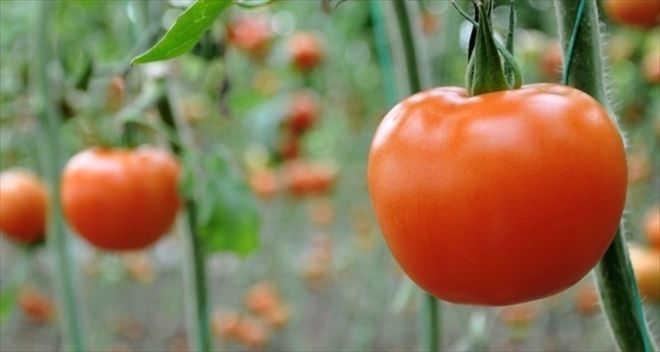 Rus yetkililer domates ithalatına sıcak bakıyor