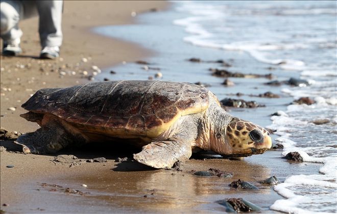 Deniz kaplumbağalarını insanlar saldırganlaştırıyor