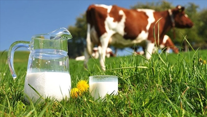 Toplanan inek sütü miktarı açıklandı