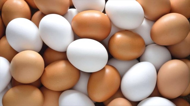 Tavuk yumurtası üretimi Ağustos´ta yüzde 3 arttı