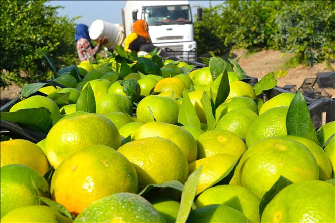 Çukurova´da ihracatlık mandalina hasadı başladı 