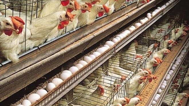 Tavuk yumurtası üretimi yüzde 1,9 geriledi