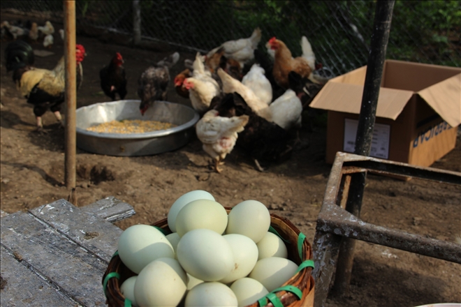 Yumurta ihracatı ilk on ayda yüzde 18 arttı 