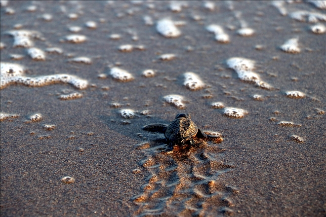 Mersin sahili deniz kaplumbağalarının yuvası