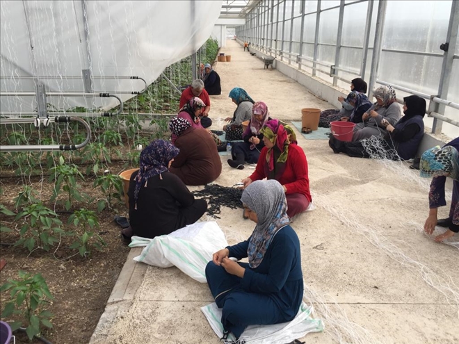 Ç.Ü.´de Suriyeli mültecilere serada sebze üretimi eğitimi 