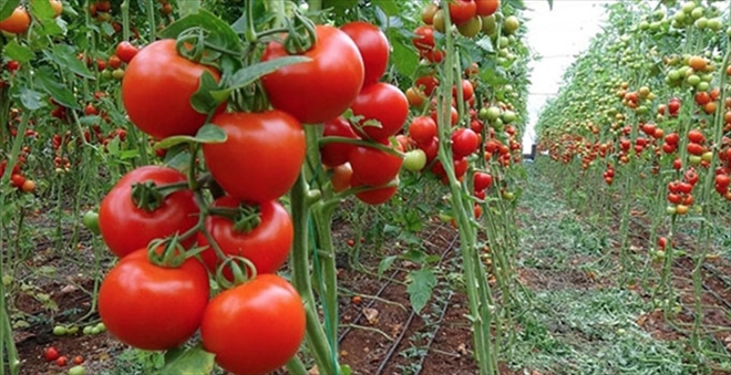 Rusya Türkiye´den yıllık domates ihracatını 2 katına çıkardı 