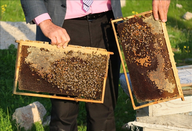 Türkiye´de arı ölümleri arttı
