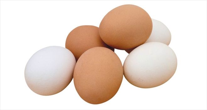 Yumurta üretimi arttı