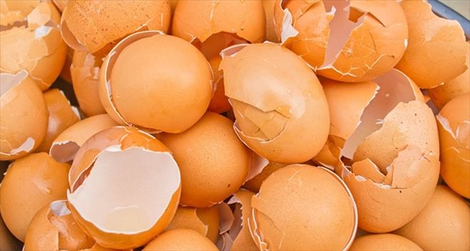 Yumurta kabuğu zarının faydaları
