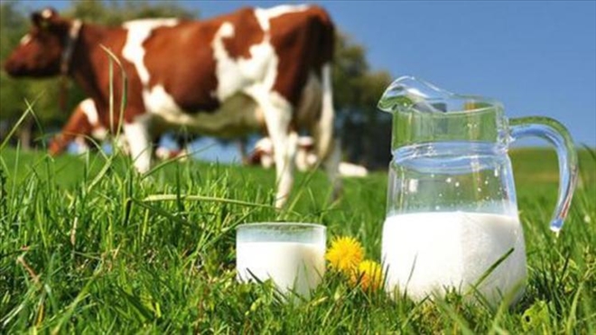Toplanan inek sütü miktarı Mart´ta yüzde 17,9 arttı 