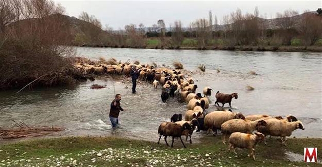 Mahsur kalan koyunlarının imdadına AFAD yetişti  