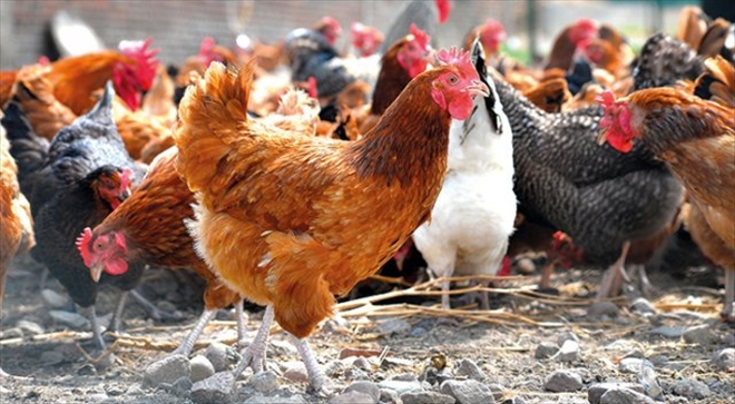 TÜİK, Mayıs Kümes Hayvancılığı Üretimi Verisini Açıkladı