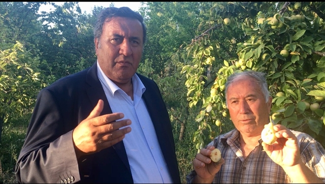 Gürer: ?Akdeniz Meyve Sineği´ Çiftçinin Kabusu Olmaya Devam Ediyor