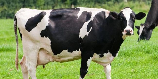 Toplanan inek sütü miktarı Temmuz´da yüzde 16,5 arttı