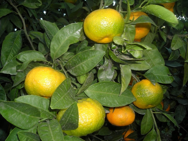 Mandalina ve portakalda yüzde 40 düşük rekolte bekleniyor
