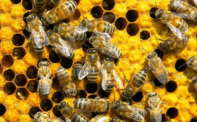 3.5 milyon arı sigortalandı
