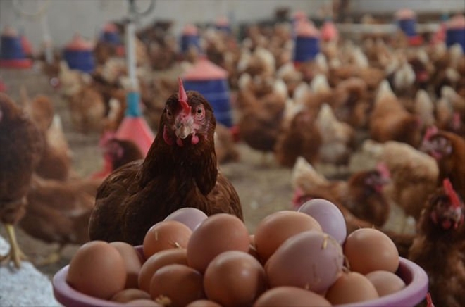 Tavuk yumurtası üretimi verileri açıklandı
