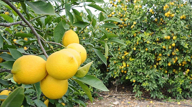Sağanak yağış limon hasadını geciktirdi