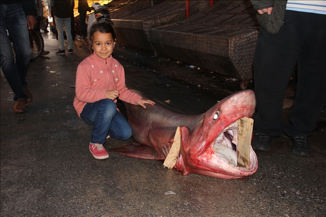 Mersin´de dev köpekbalığı yakalandı