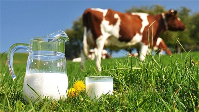  İnek sütü miktarı Ocak´ta azaldı