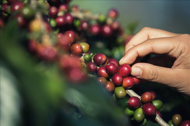 Türkiye´de yılda 100 bin tona yakın kahve tüketiliyor 