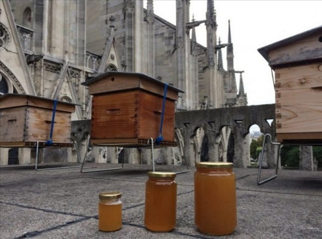 Notre Dame Katedrali´ndeki arılar kurtuldu