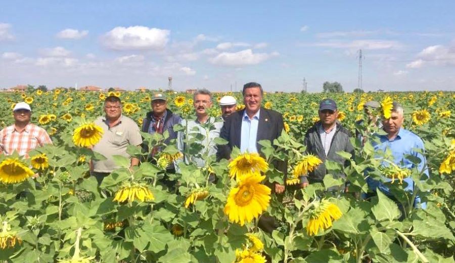 CHP Milletvekili Gürer, “Yağlı   tohum destekleri ne zaman verilecek?”