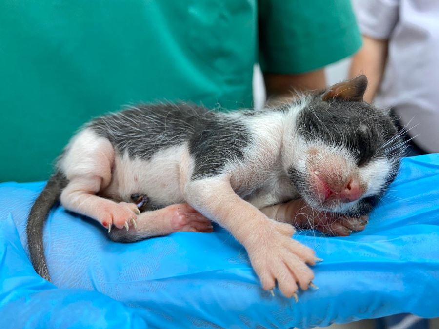 Dünyanın en minik “bebek kedisi” Seyhan’da doğdu