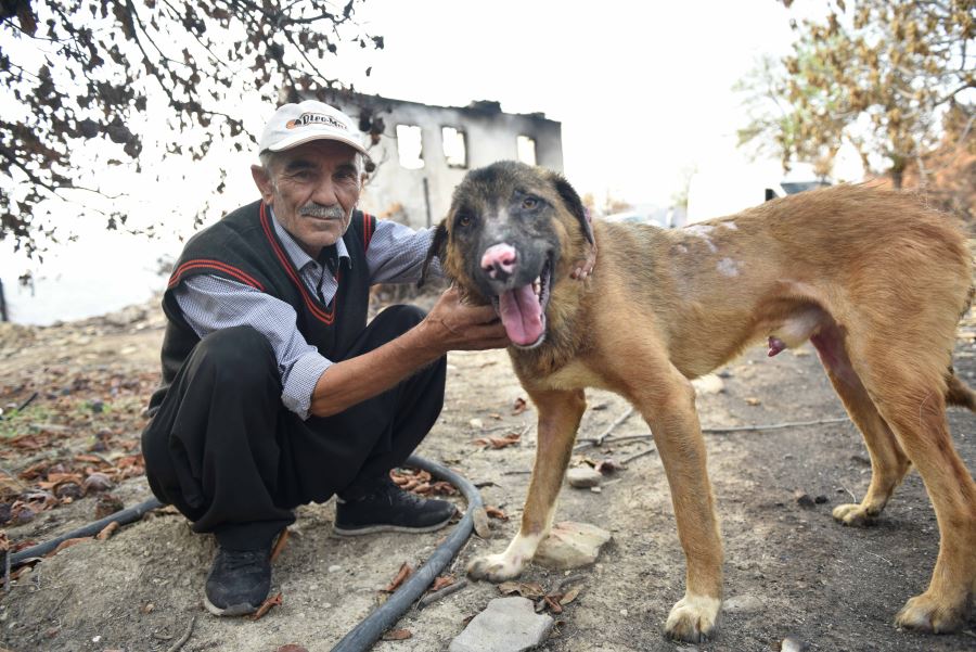 Yangında yaralanan Minnoş isimli köpek tedavisinin ardından sahibine teslim edildi