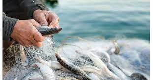 Balıkçılıkta av yasağı başlıyor