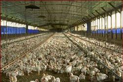 Kanatlı ve sütte üretim iyi gidiyor, ihracat düşüyor