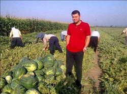 Karpuz Tarlada Çürüdü