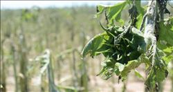 Sel ve dolu afetinin acı bilançosu: 38 milyon TL