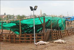 ADANA´DA YAĞMURDA KOYUNLAR TELEF OLDU, MORGU SU BASTI