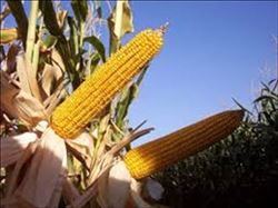 “MISIR MÜDAHALE ALIM FİYATI TON BAŞINA 725 TL”