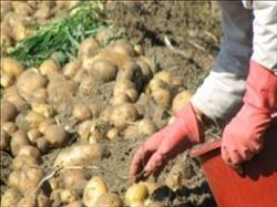 “HASTALIKLAR NEDENİYLE PATATESTE REKOLTE BEKLENENİN ALTINDA”    