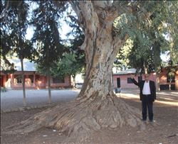  OKUL BAHÇESİNDE ASIRLIK DEV AĞAÇ 