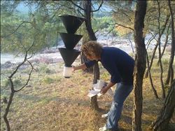  ORMAN ZARARLISI BÖCEKLERLE MÜCADELE SÜRÜYOR 