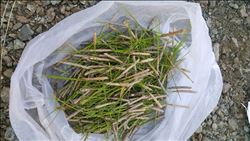 BÖLGEMİZ ZARARLI BÖCEKLERDEN TEMİZLENİYOR. 