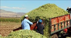 Silajlık mısır hasadı bereketli oldu.