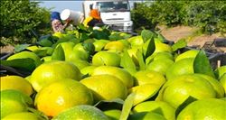 Narenciye üreticisinin gözü Putin´in ziyaretinde